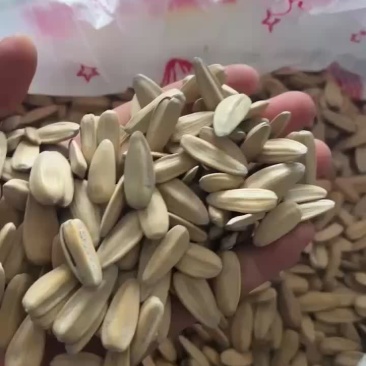 五香瓜子