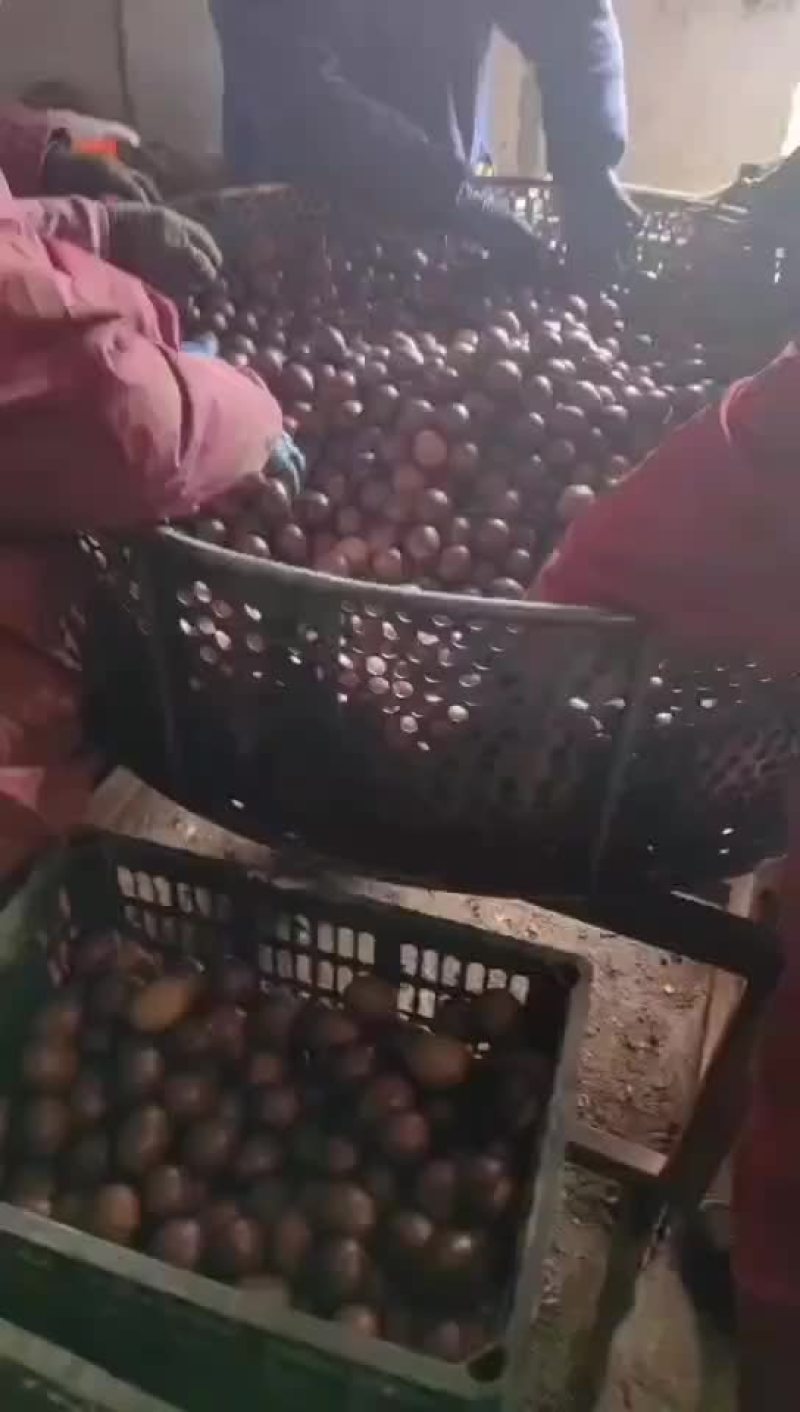 烤鸭蛋