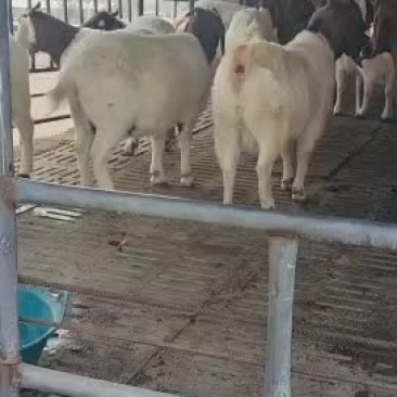波尔山羊