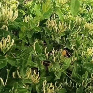金银花苗