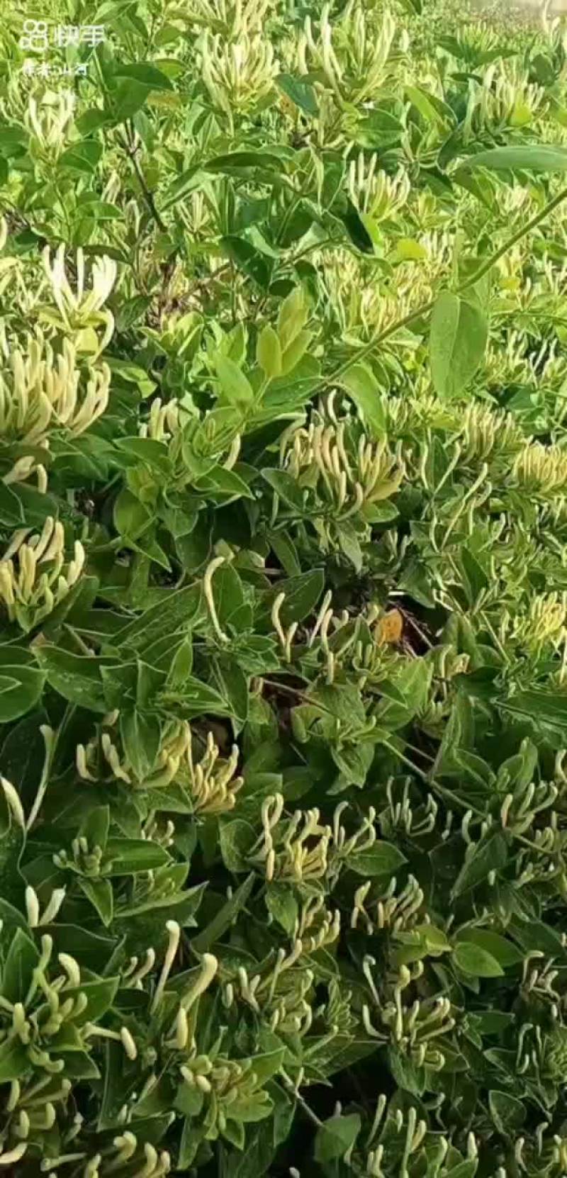 金银花苗