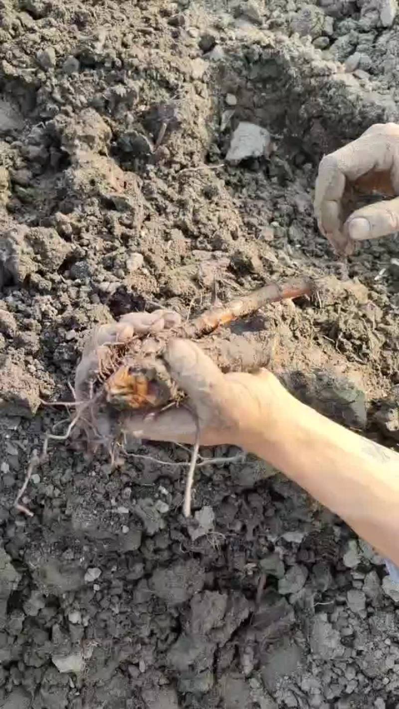 黄连