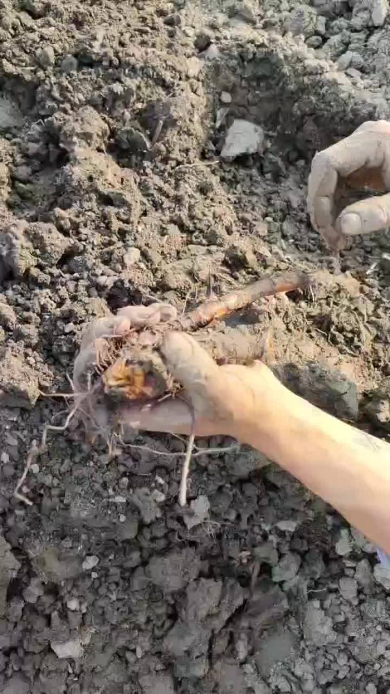 黄连