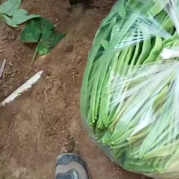 大扁芸豆