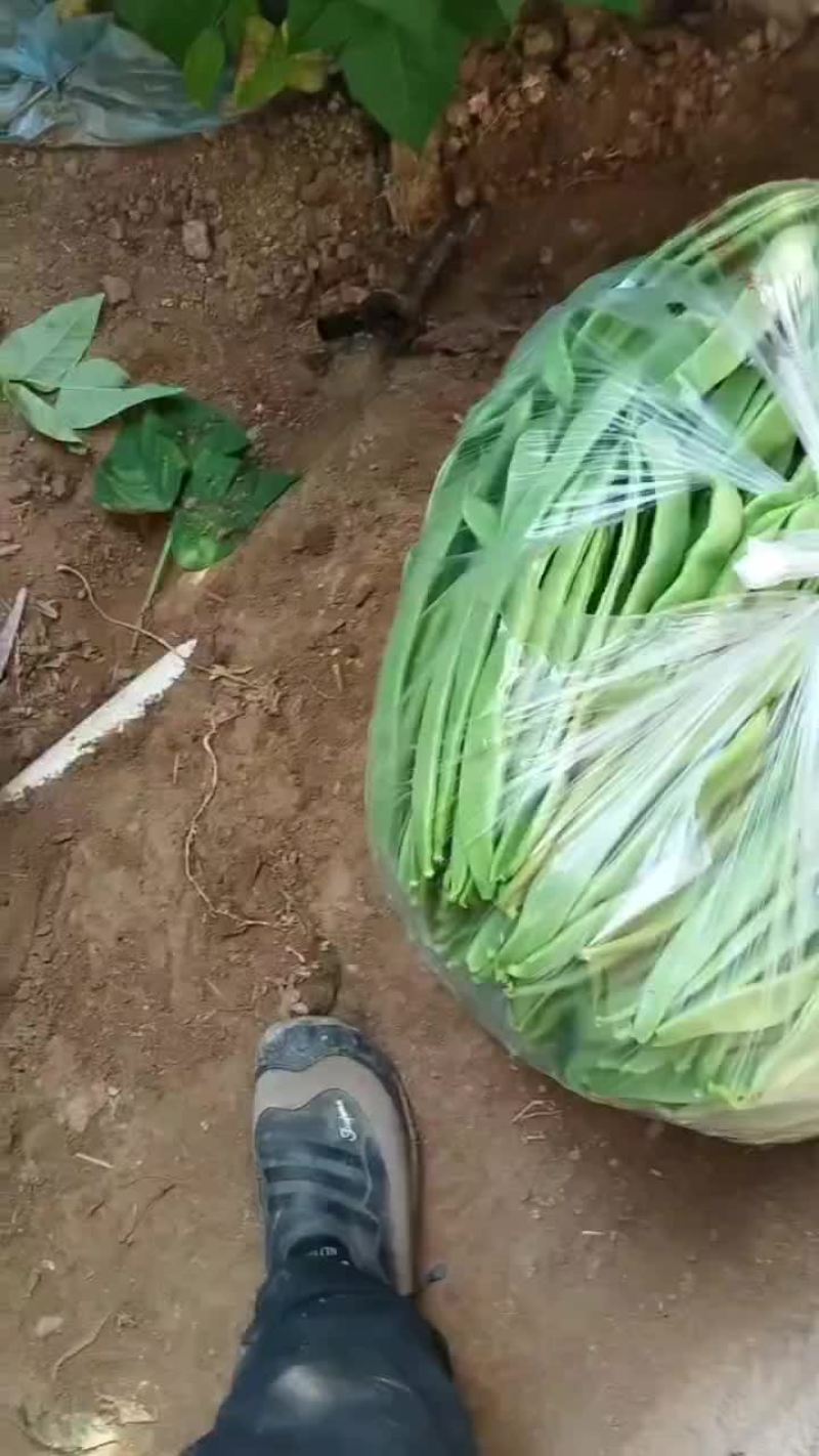 大扁芸豆