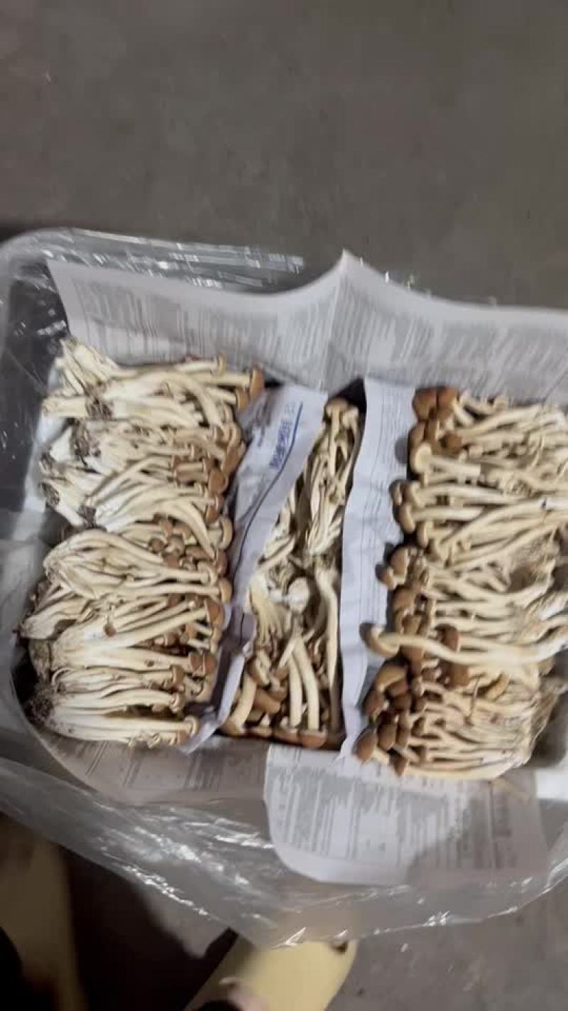 古田茶树菇