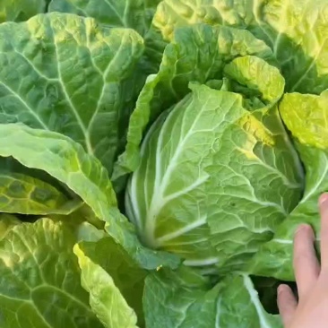 精品黄心白菜