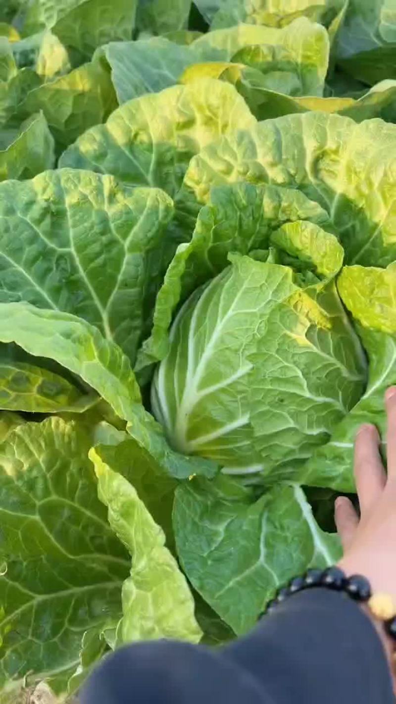 精品黄心白菜
