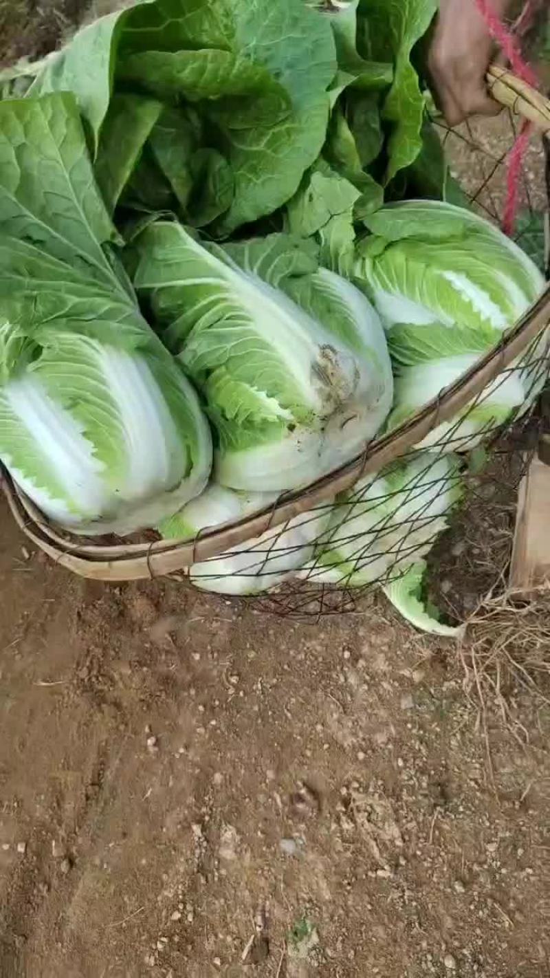 精品黄心白菜