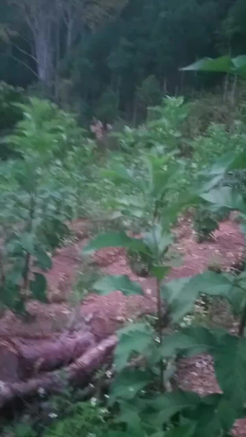 南非叶鲜叶