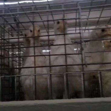散养土鸡，脱温鸡，青年鸡，蛋鸡