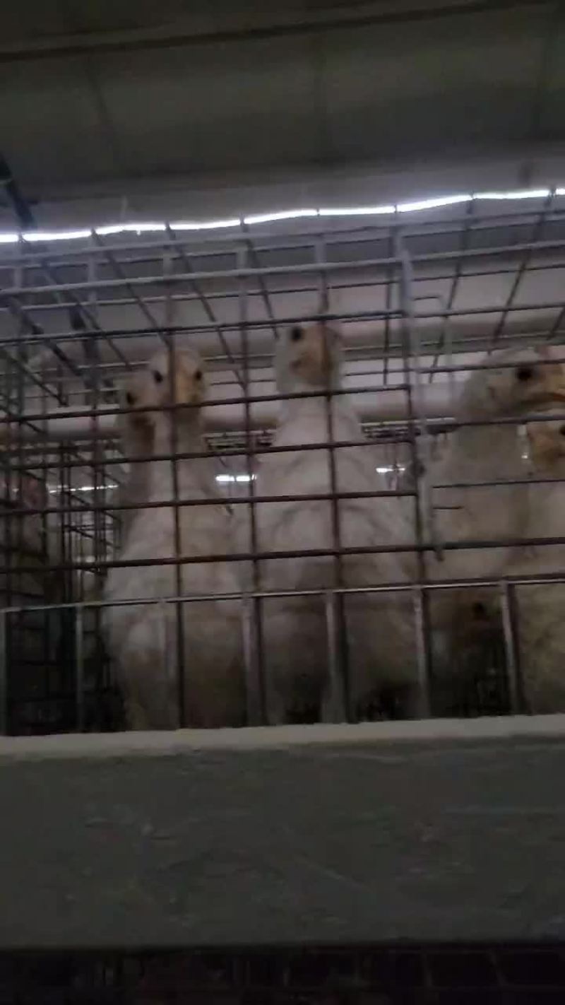 散养土鸡，脱温鸡，青年鸡，蛋鸡