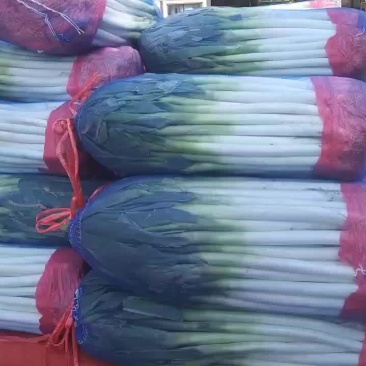 精品大葱，产地发货