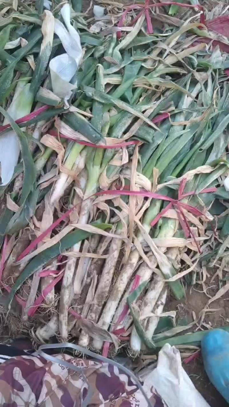 精品大葱，产地发货