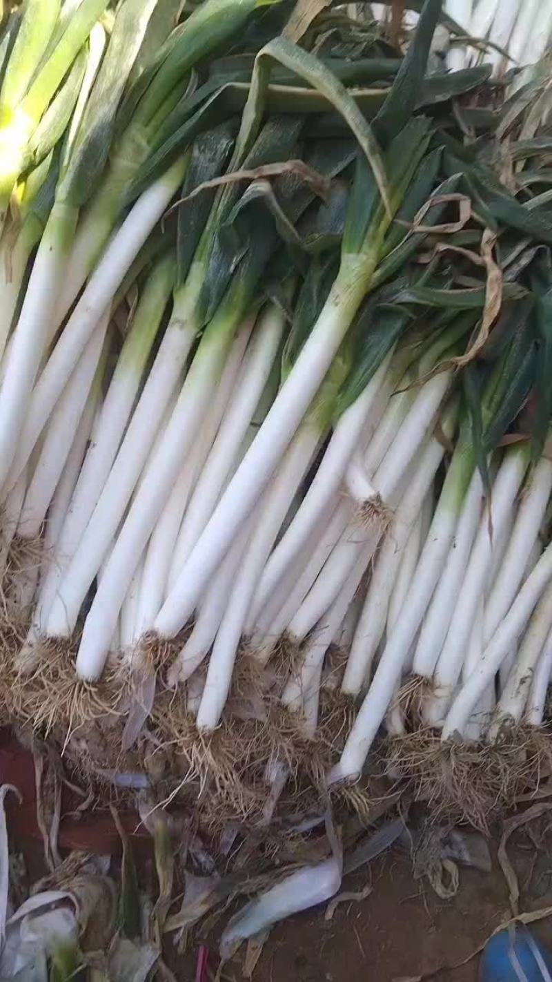 精品大葱，产地发货