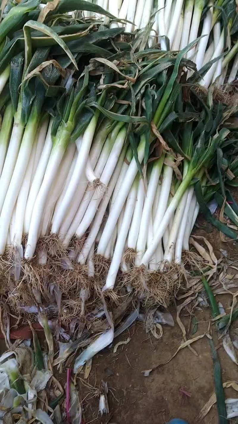 精品大葱，产地发货
