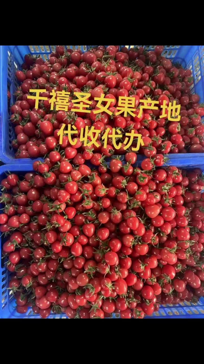山东千禧果小番茄产地大量直供