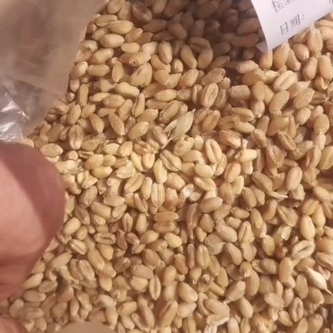 出售饲料小麦