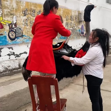 鸵鸟养殖利润可观，骑乘鸵鸟，骑行鸵鸟