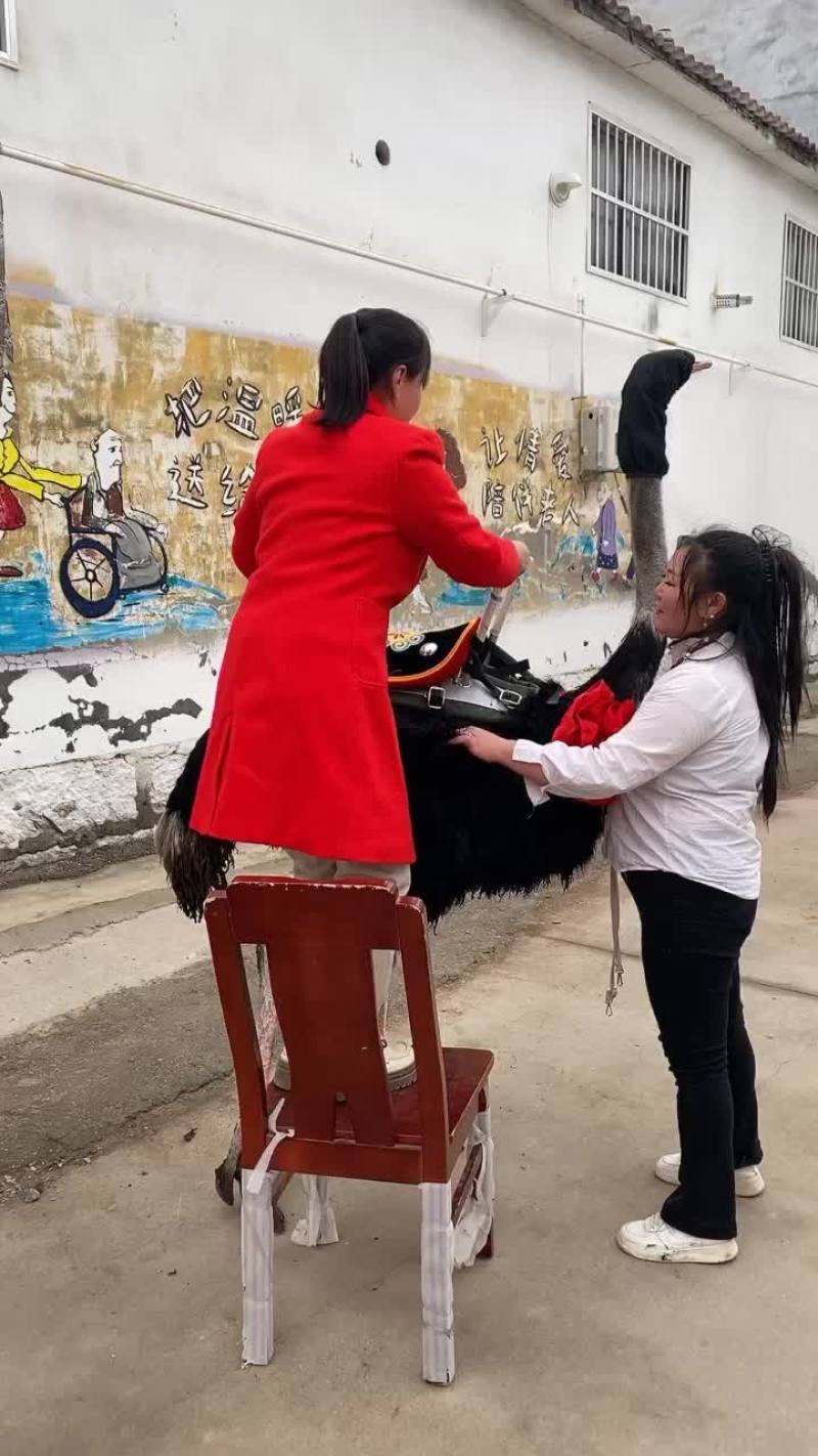 鸵鸟养殖利润可观，骑乘鸵鸟，骑行鸵鸟