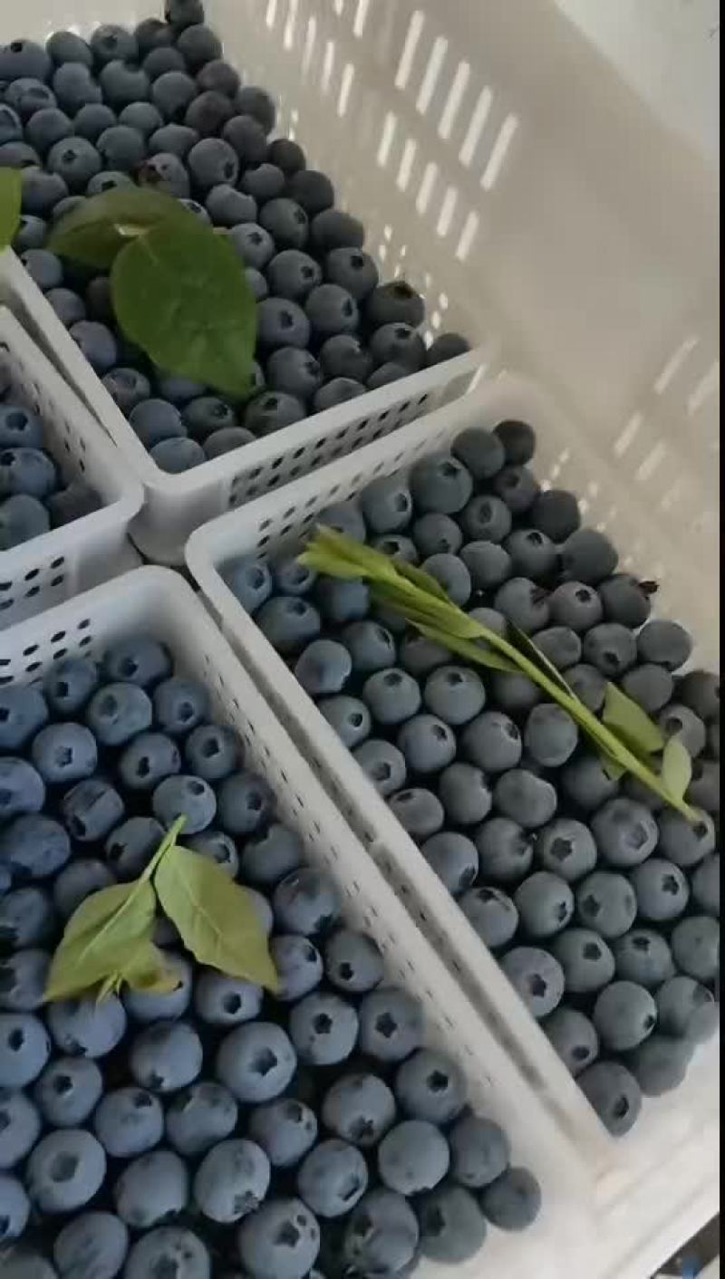 F6H25精品蓝莓