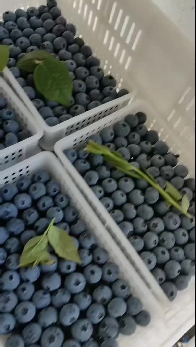 F6H25精品蓝莓