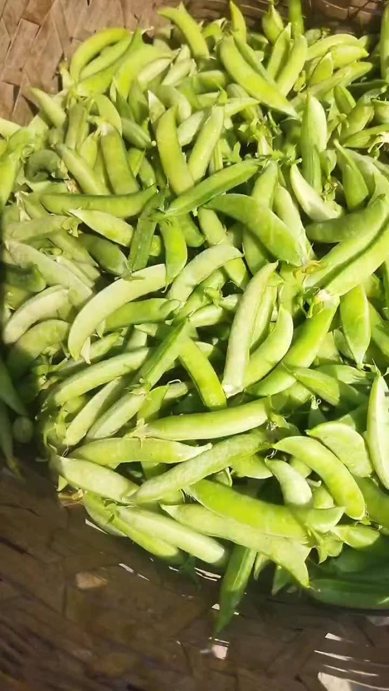 碗豆荚