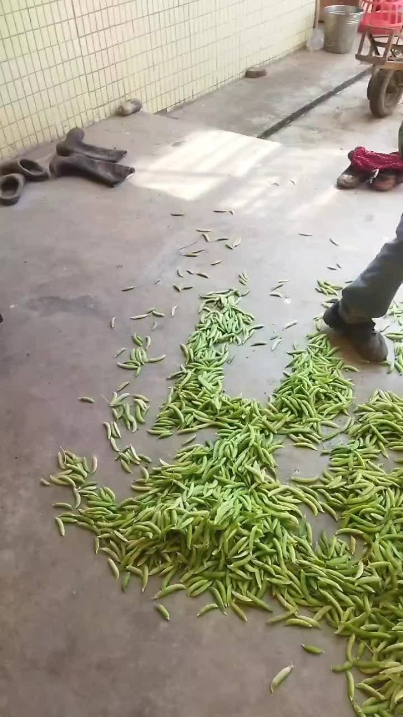 碗豆荚