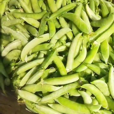 碗豆荚