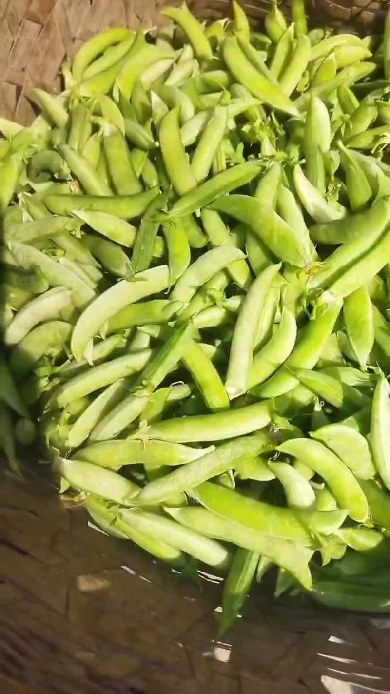 碗豆荚