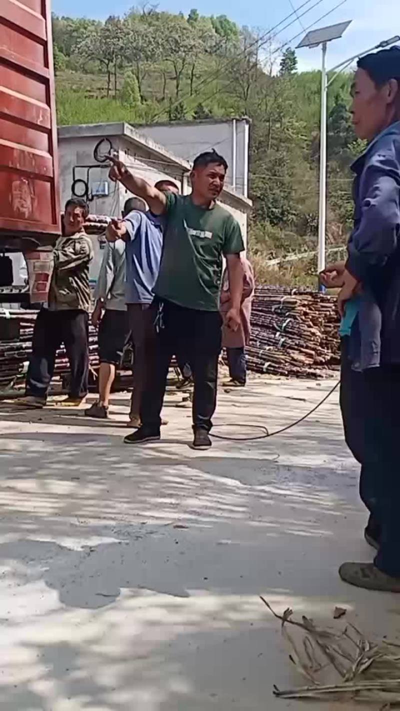 贵州甘蔗