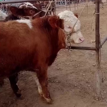西门塔尔牛
