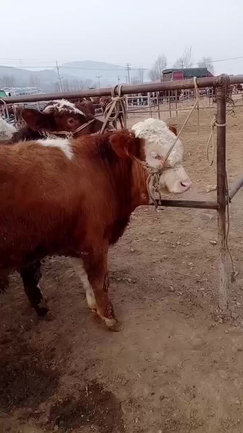 西门塔尔牛