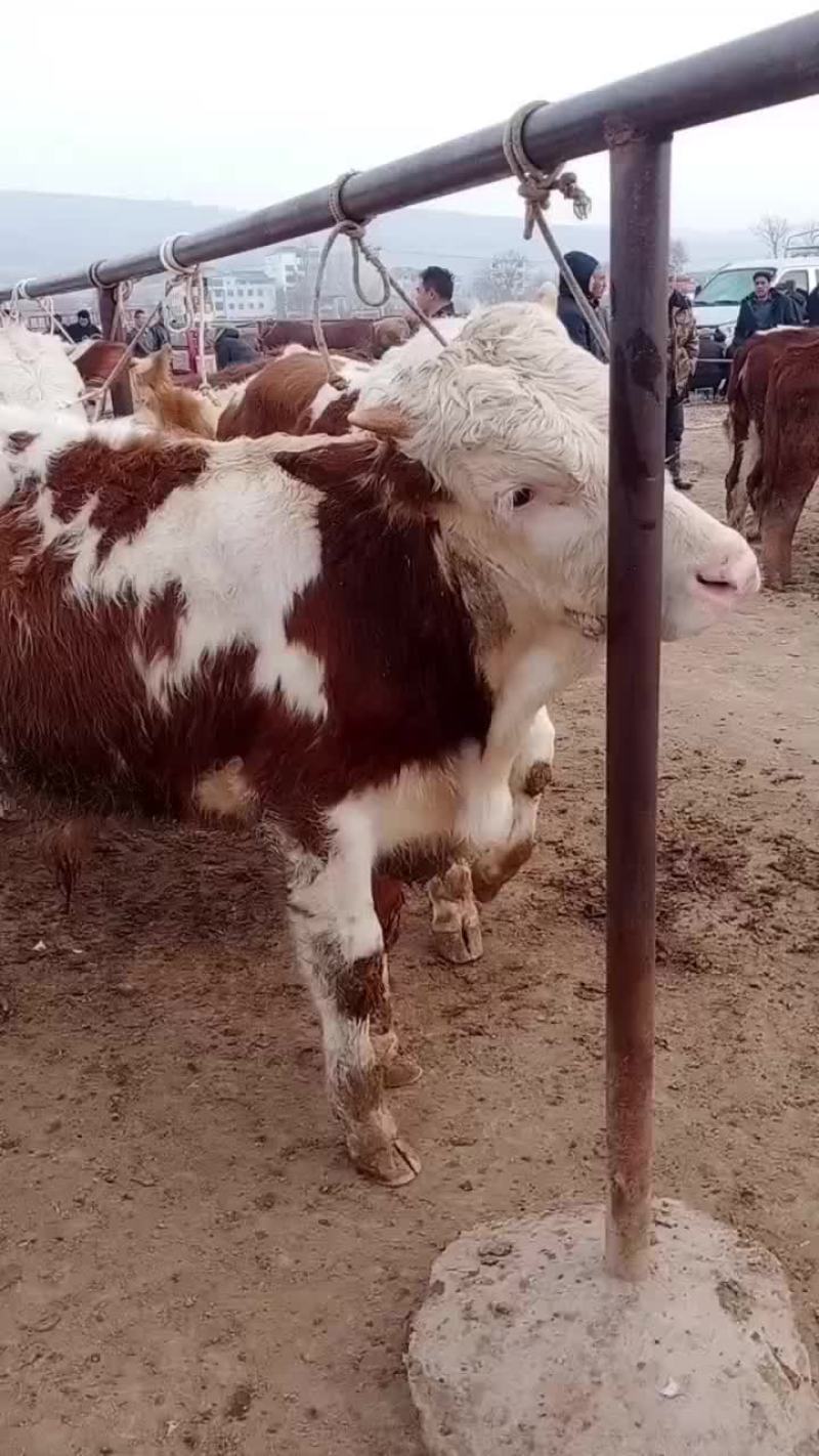 西门塔尔牛