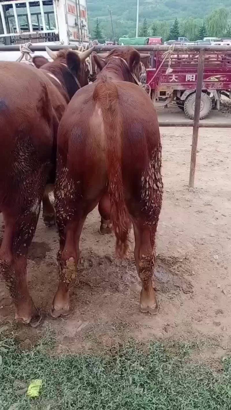 西门塔尔牛