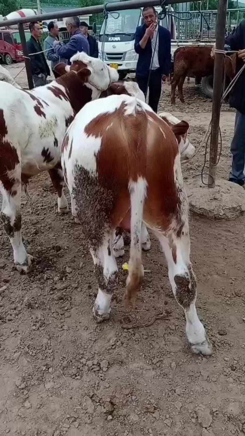 西门塔尔牛