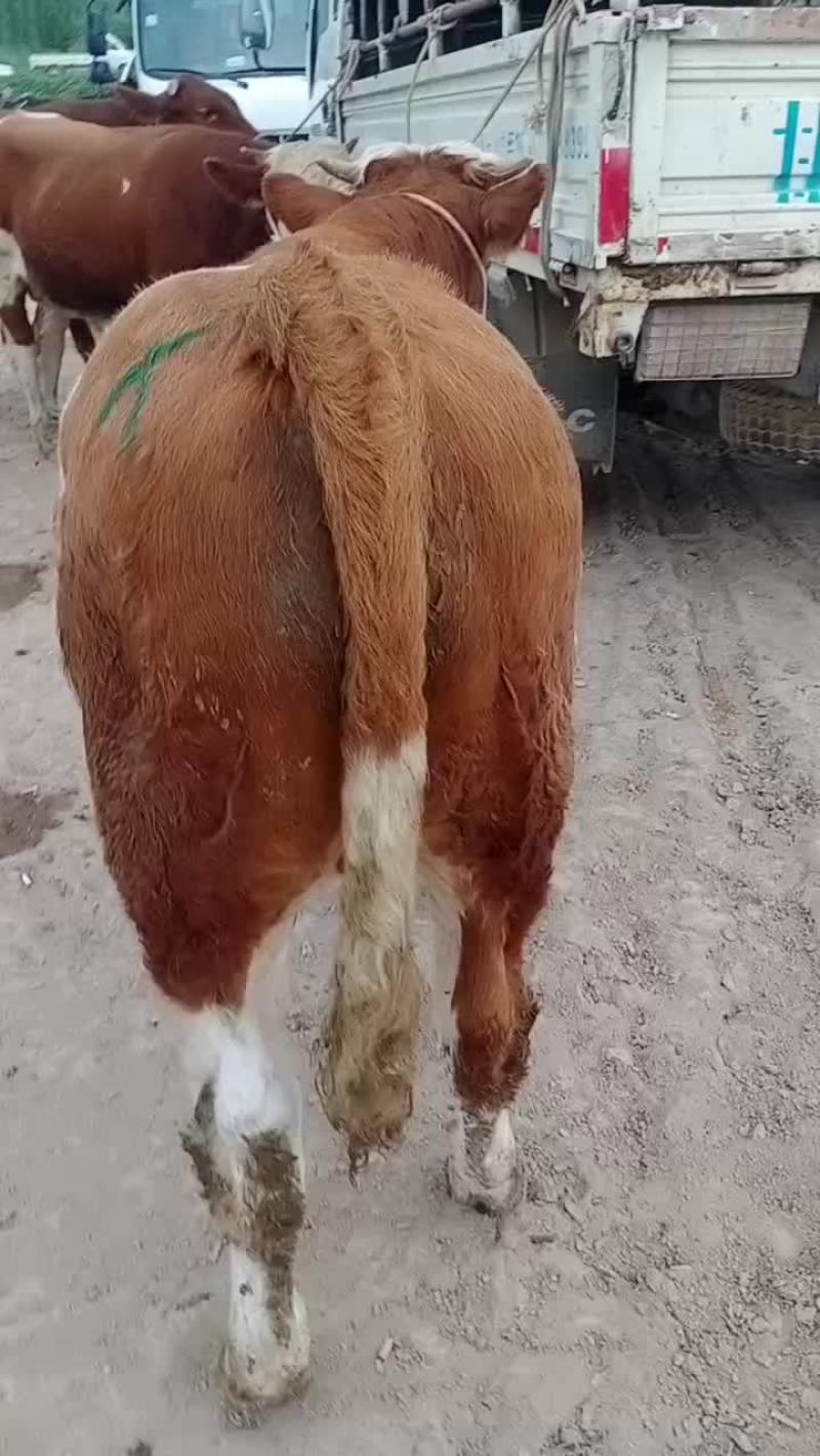 西门塔尔牛