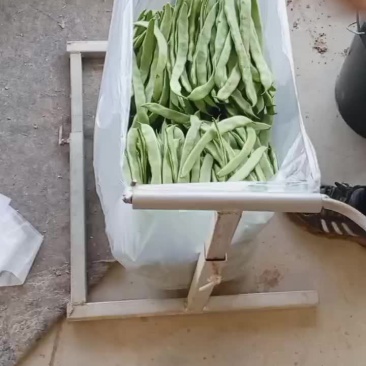 商河扁青芸豆大量上市