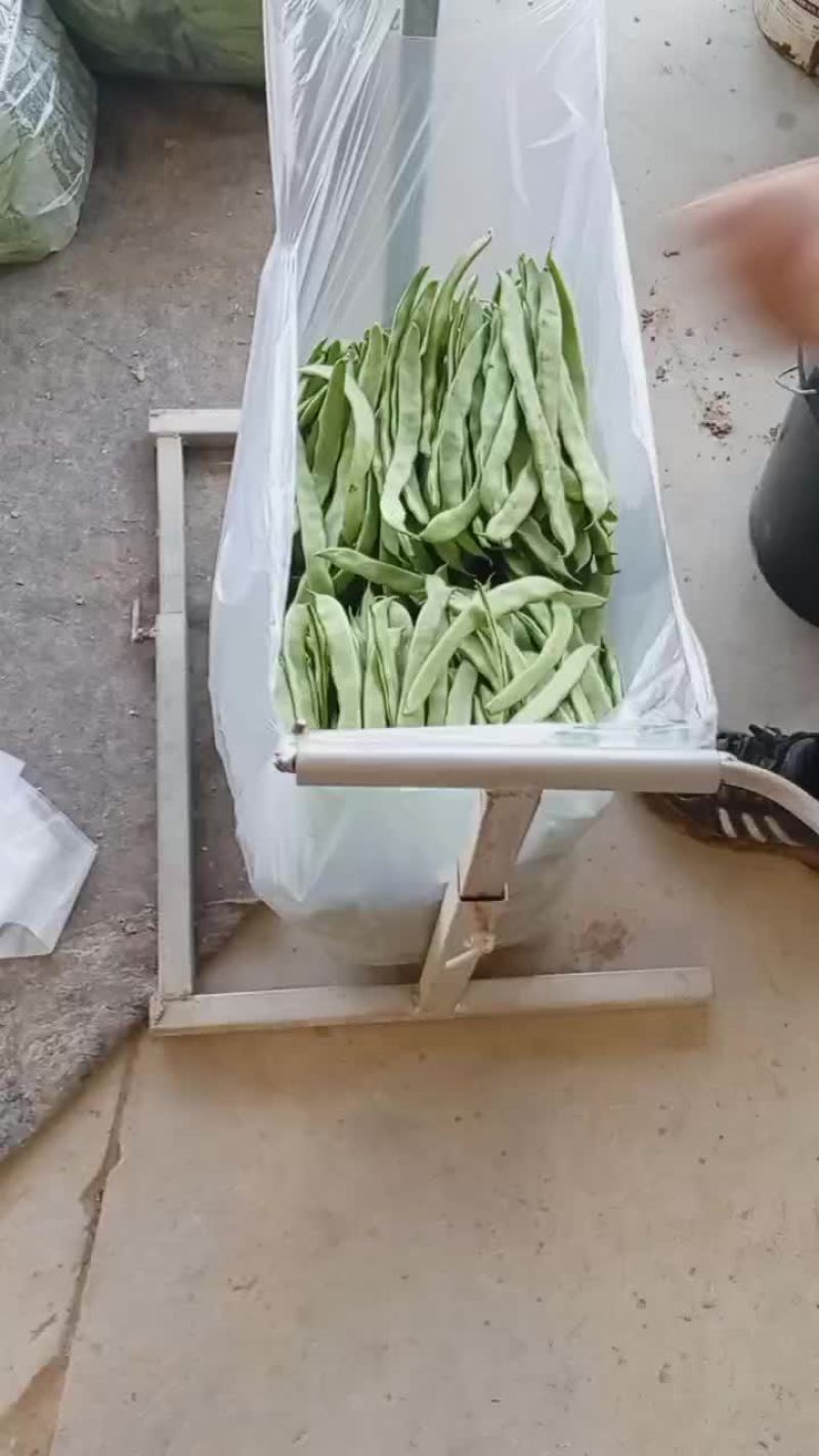 商河扁青芸豆大量上市