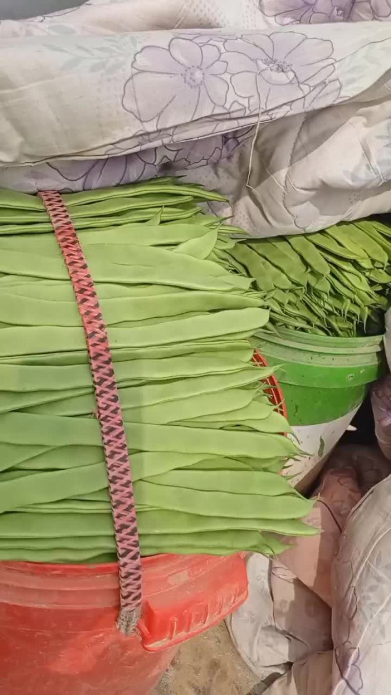 商河扁青芸豆大量上市