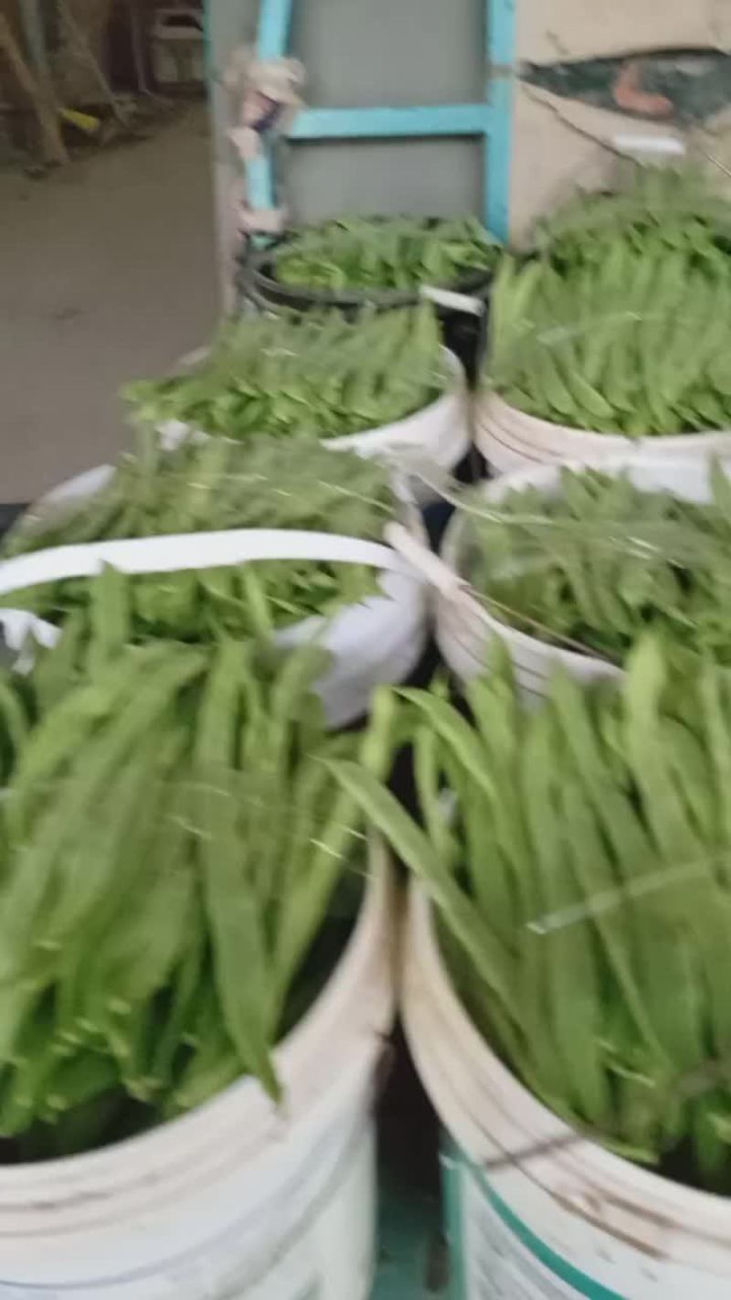 商河扁青芸豆大量上市