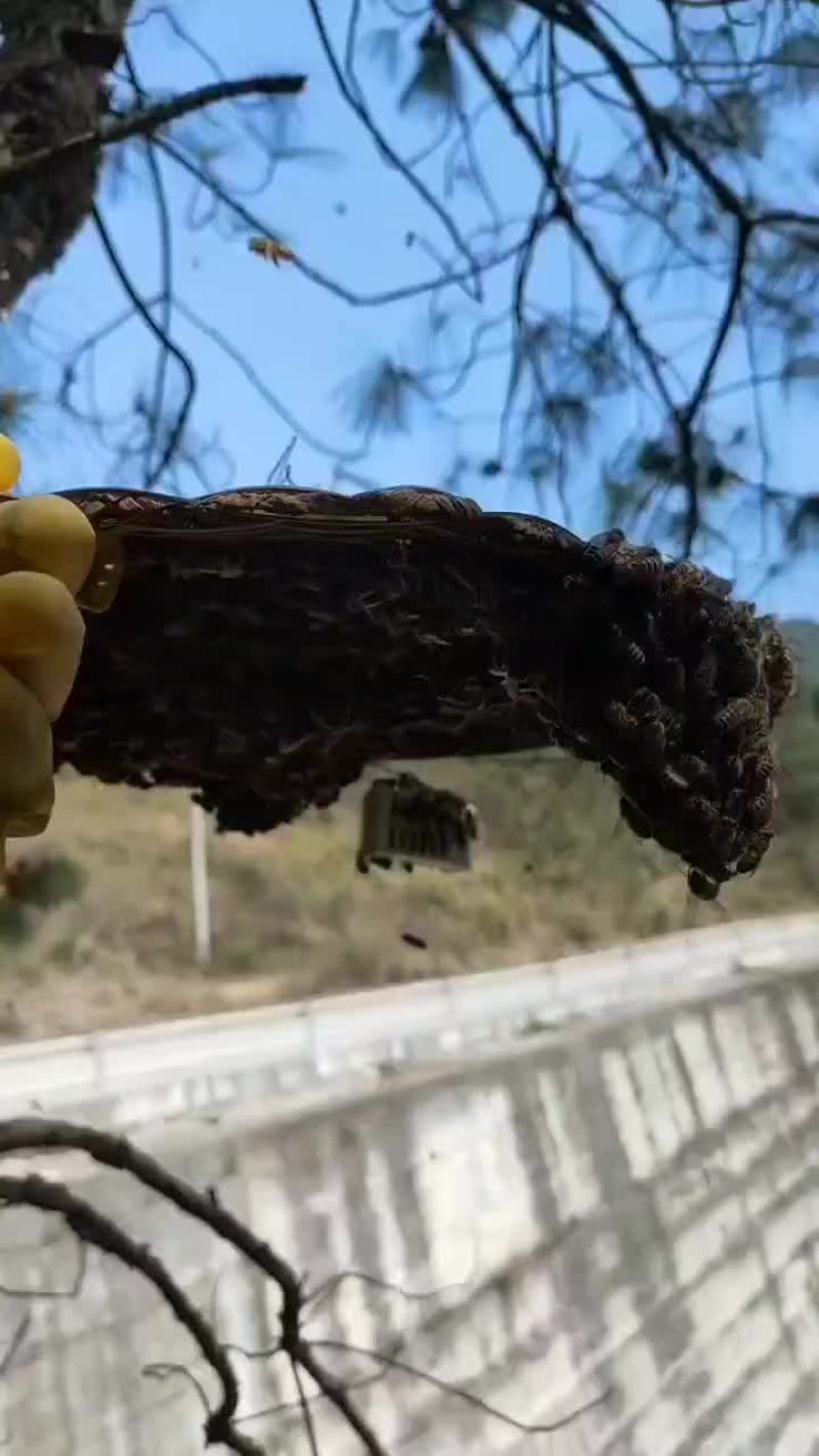 正品土蜂蜜
