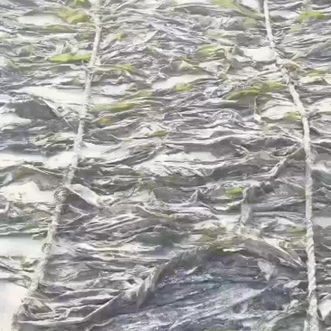 干海带,海带头海带结沙菜海带长板海带短板海带
