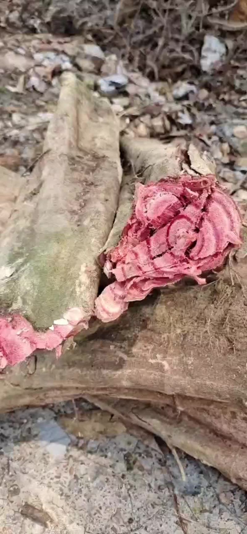 鸡血藤