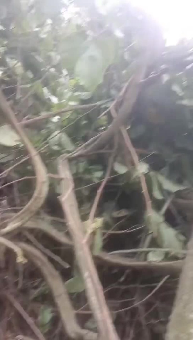 鸡血藤