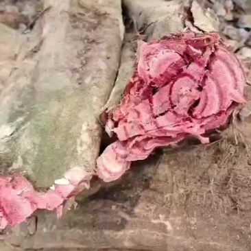 鸡血藤