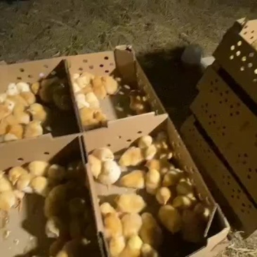 小种土鸡出壳苗，
