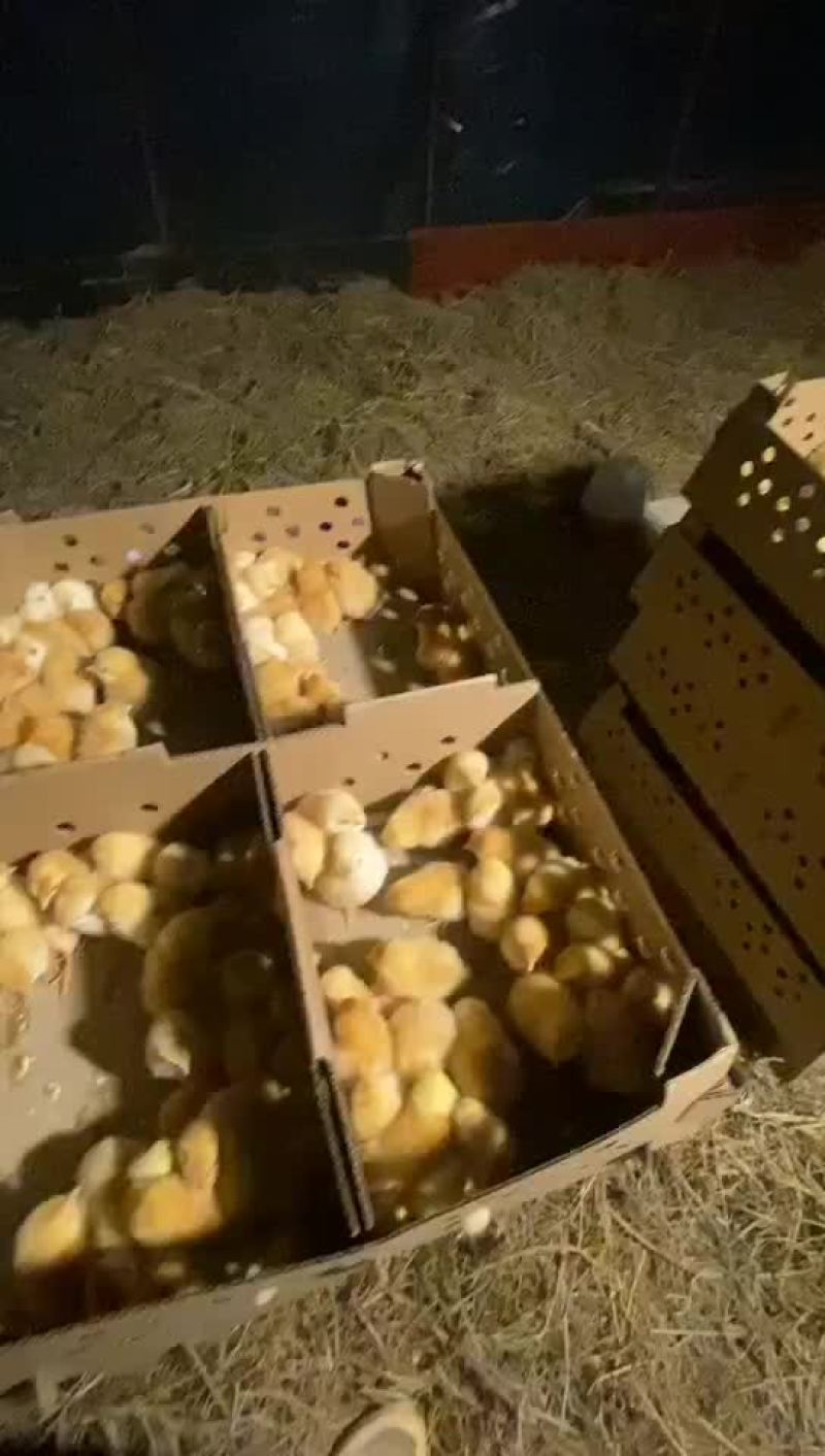 小种土鸡出壳苗，