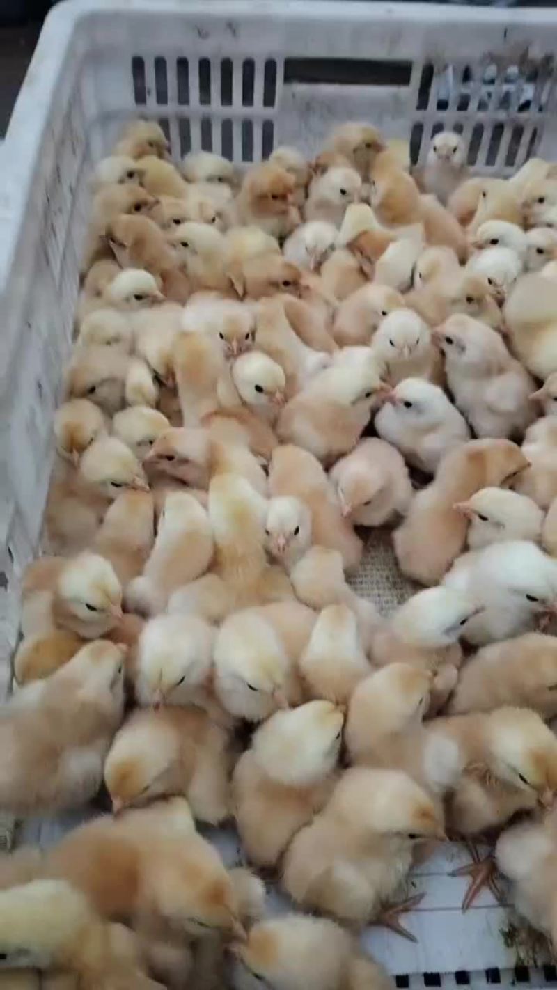 小种土鸡出壳苗，