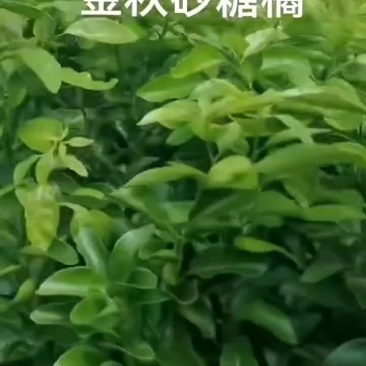 地径1公分以上的金秋砂糖橘苗，叶面清秀，需要的朋友请联系